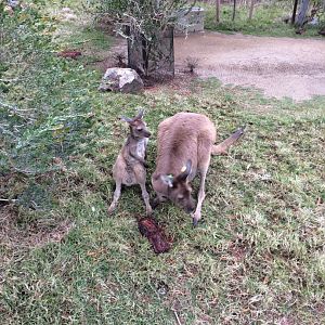 Western Grey Kangaroo and Joey