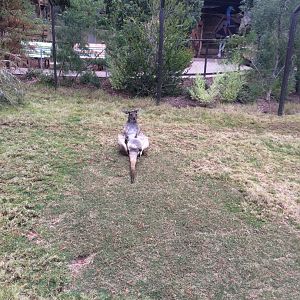 Western Grey Kangaroo