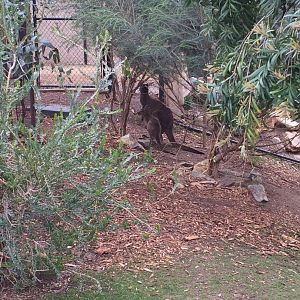 Western Grey Kangaroo and Joey