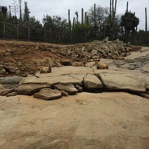 Desert Bighorn Sheep