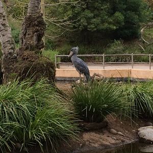 Shoebill Stork