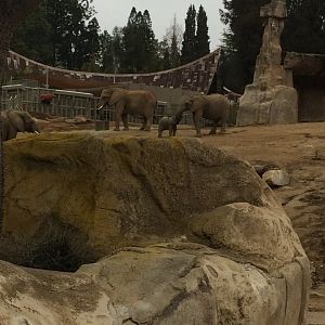 African Elephant Herd