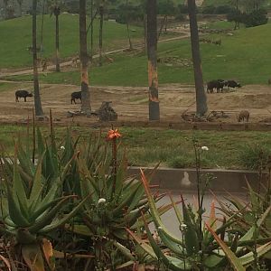 East African Field Enclosure