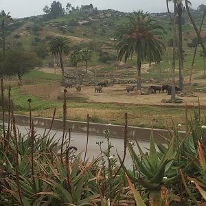 Crash of Southern White Rhino and herd of Cape Buffalo