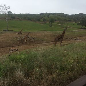 Tower of Masai Giraffes and Gemsbok