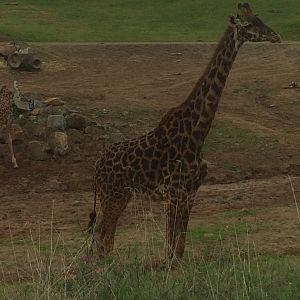 Masai Giraffe