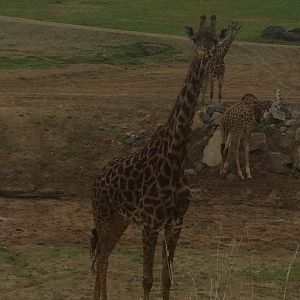 Tower of Masai Giraffes