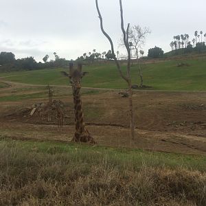 Tower of Masai Giraffes
