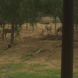 Herd of Somali Wild Asses