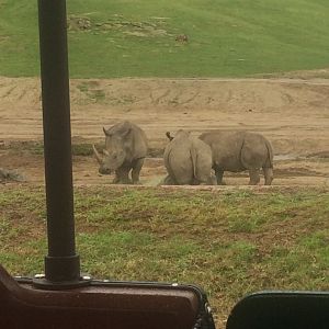 Crash of Southern White Rhinos