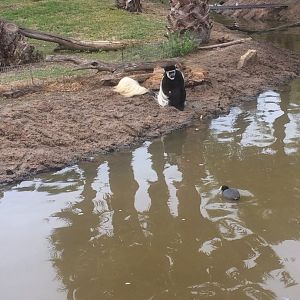 Kikuyu Colobus monkey