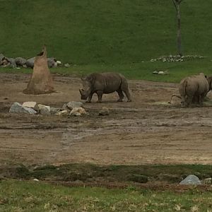 Southern White Rhinos