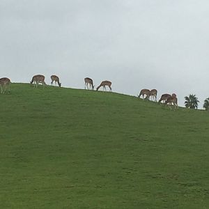 Herd of Impala