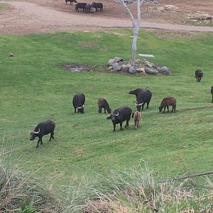 Herd of Cape Buffalo
