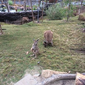 Western Grey Kangaroo and Joey