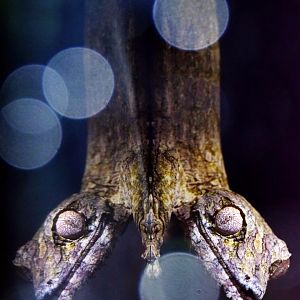 Henkel's leaf-tailed gecko (Uroplatus henkeli)