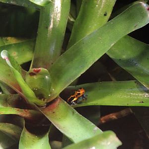 Jeberos Mimic dart frog - Ranitomeya imitator - Jeberos