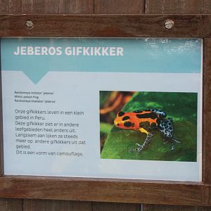 Sign Jeberos Mimic dart frog