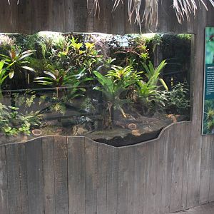 Enclosure Brazilian and Mimic dart frog