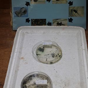 Jeberos Mimic dart frog breeding