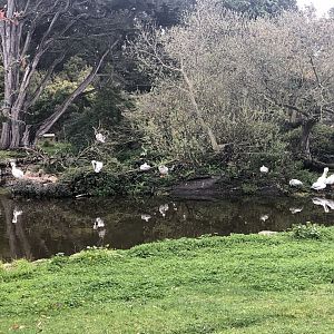 Pelican/Eagle Island