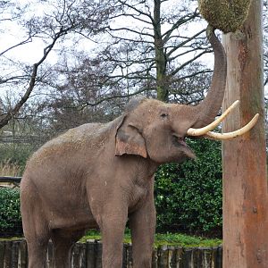 Asian Elephant Aung Bo at Chester 07/03/19