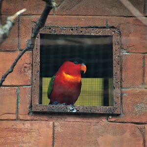 Purple-naped Lory at Chester 07/03/19