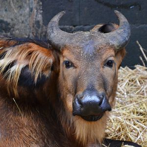 Congo Buffalo at Chester 07/03/19