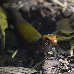 Fire Skink at Chester 07/03/19