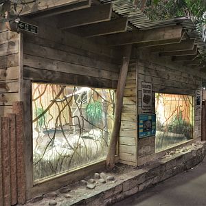 Radiated Tortoise House-within-a-Tropical-House at Chester 07/03/19