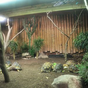 Radiated Tortoise House-within-a-Tropical-House at Chester 07/03/19