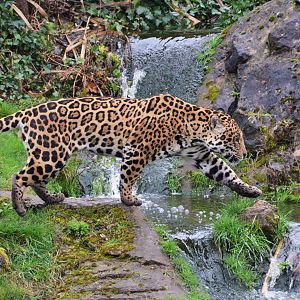 Jaguar at Chester 07/03/19