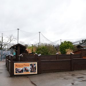 New Fossa and Lemur Enclosures from Mongoose Mania at Chester 07/03/19