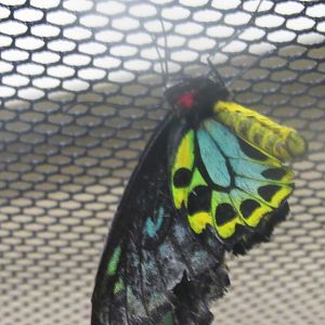 can some one identify