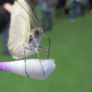 can some one identify