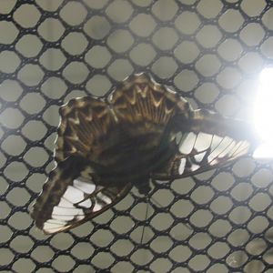 can someone identify