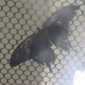 can someone identify