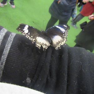 can someone identify