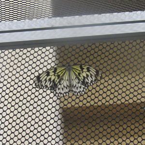 can someone identity please