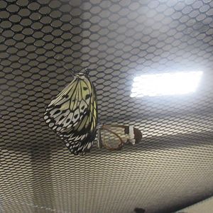 can someone identity both species in this photo