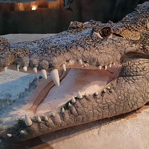 Nile crocodile