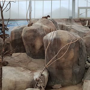 Hyrax enclosure