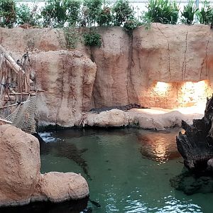 Enclosure Slender-snouted crocodile