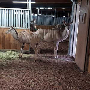 Greater kudu stable