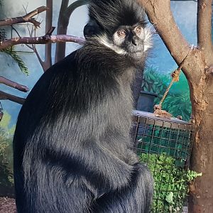Francois langur