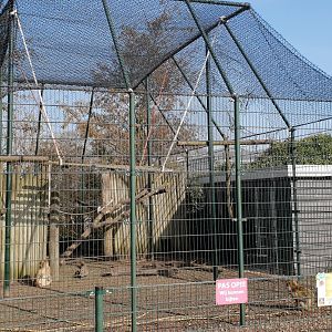 Barbary macaque enclosure