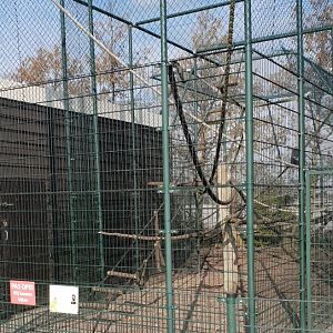 Capuchin monkey enclosure