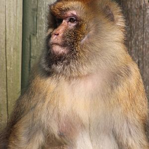 Barbary macaque