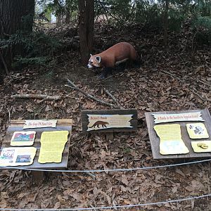Bristol's Panda interpretation area