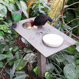 Emerald dove and Red-crested wood-partridge at feeding-place